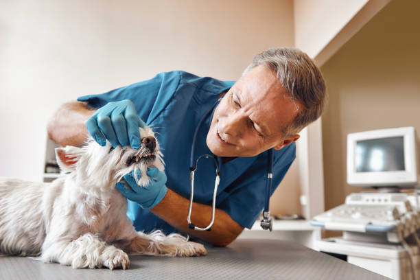 Best Emergency Treatment for Toothache in East Lexington, VA